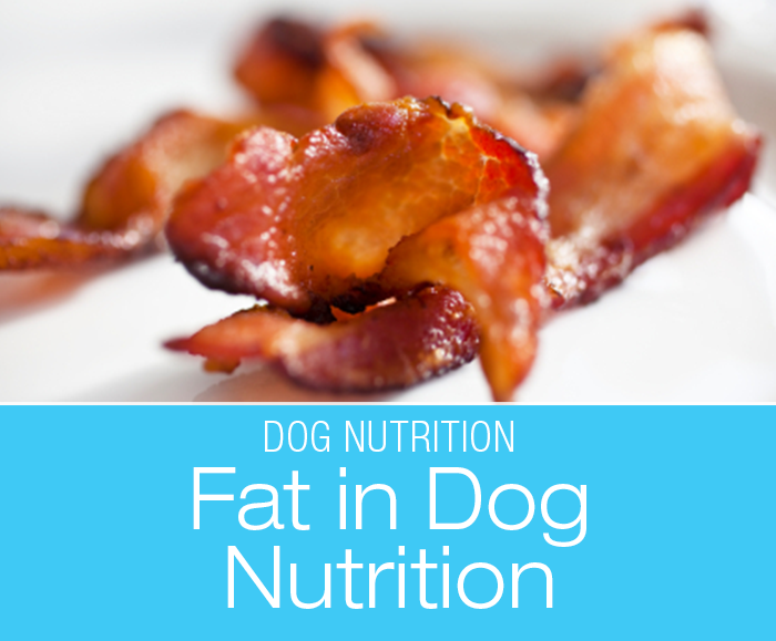 Fat in Dog Nutrition: Give Me Some Bacon