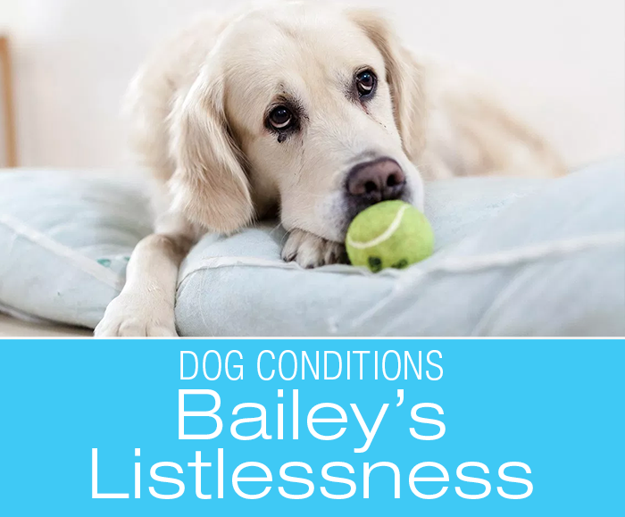 Listlessness in Dogs: Bailey Loses Interest in Life