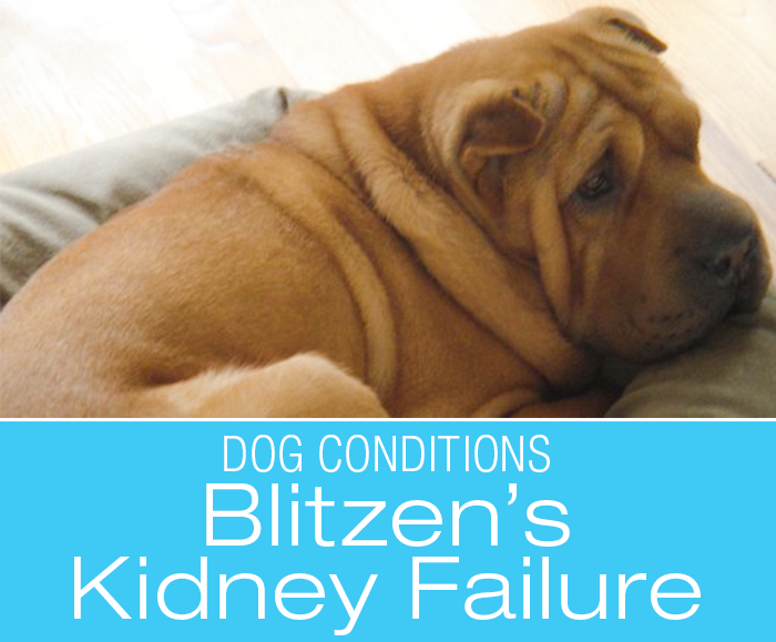 Acute Kidney Failure in Dogs: Blitzen's Tragic Story. What Would You Do If It Was Your Dog?