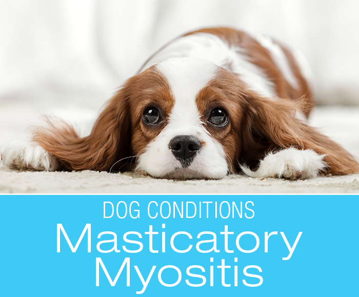 Masticatory Myositis in Dogs: Ginger's Painful Mouth