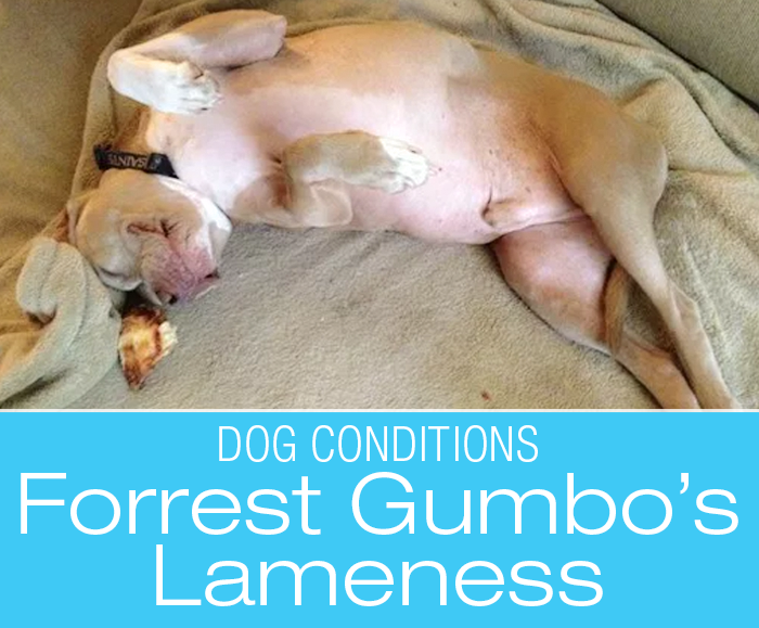 Hind Leg Limping In A Dog: You Say Hip Dysplasia, I Say Knee Injury ... Forrest Gumbo's Story