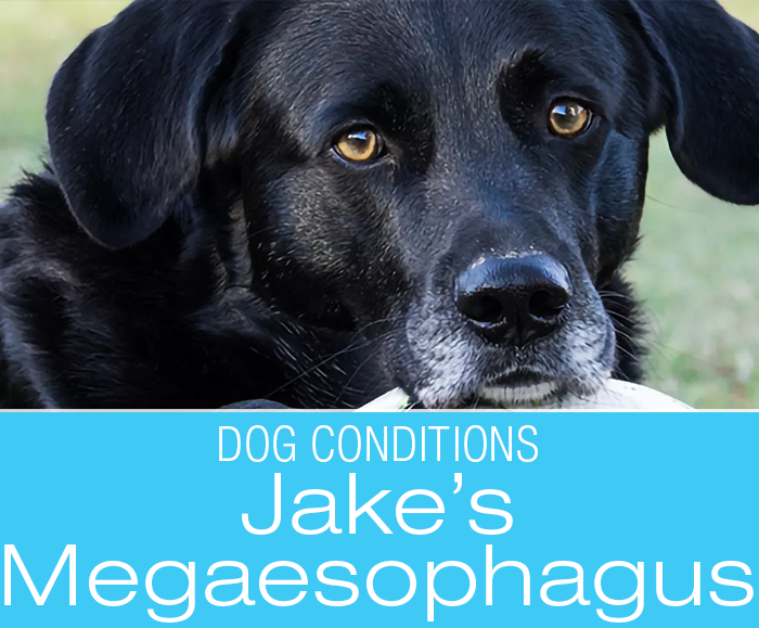 Megaesophagus in Dogs: Jake Is In Pain After Eating