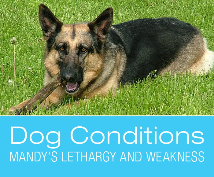 Weakness and Lethargy in Dogs: Mandy Cannot Walk. What Would You Do if It Was Your Dog?