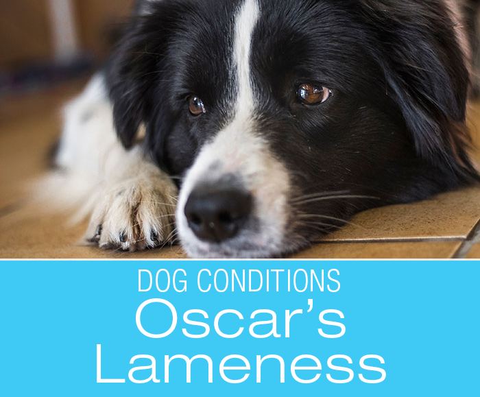 Arthritis or a Knee Injury? Oscar's Lameness Story