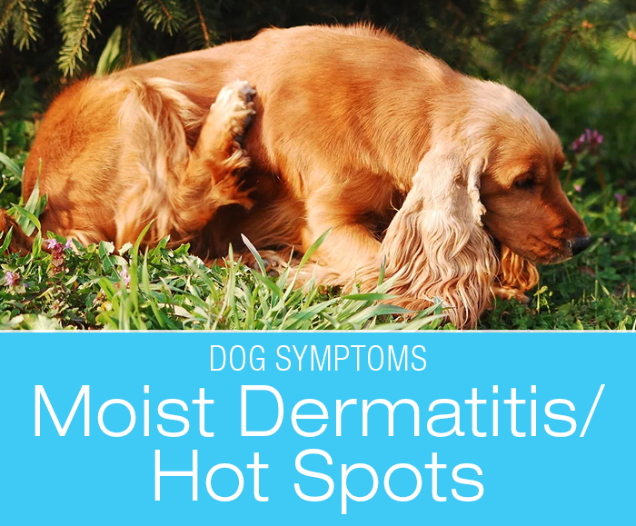 Acute Moist Dermatitis in Dogs: Symptoms to Watch for in Your Dog—Hot Spots