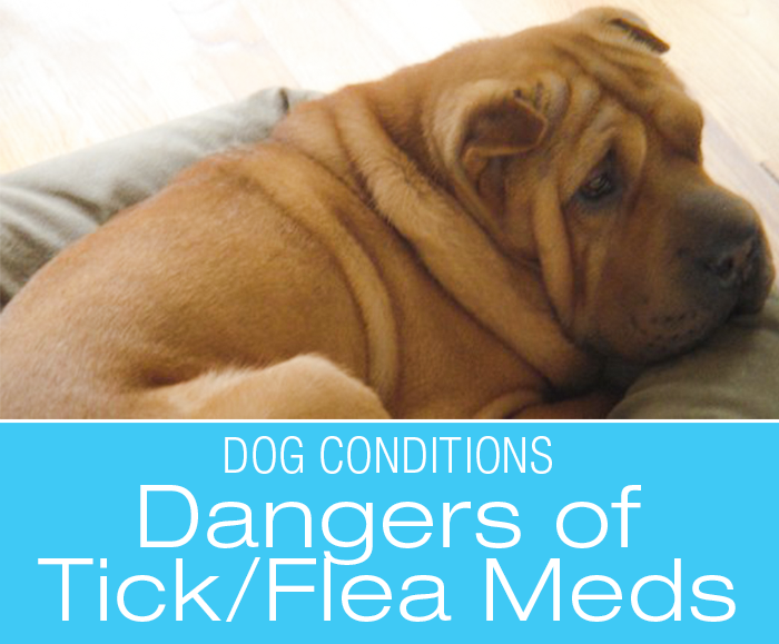 Dangers of Cheap Tick/Flea Preventives? What Caused Blitzen's Kidney Failure?