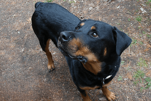 Getting Pet Health Insurance: Does Being Insured Equal Being Covered?