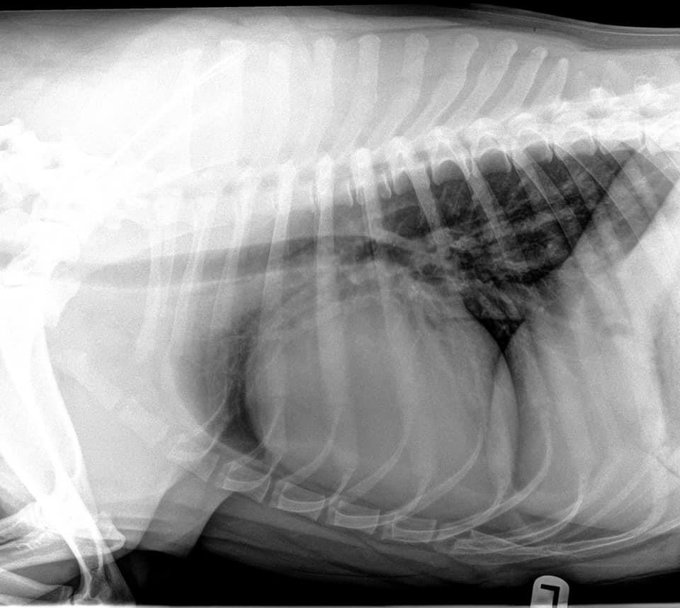 Diet-associated DCM in Dogs