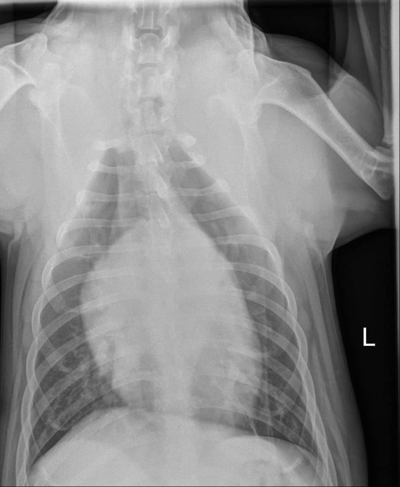 Diet-associated DCM in Dogs