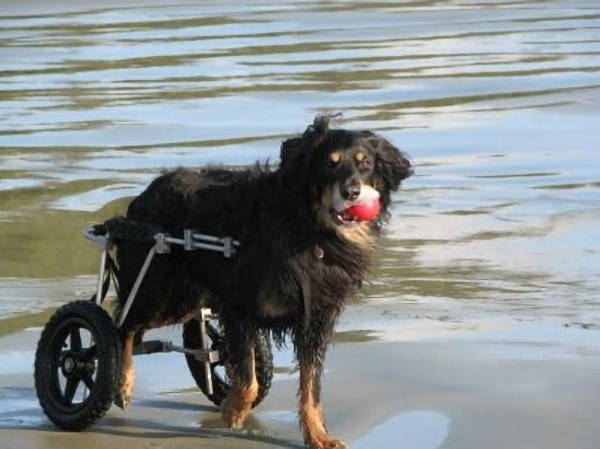 Canine Degenerative Myelopathy (DM):  Standard Rear Wheel Cart