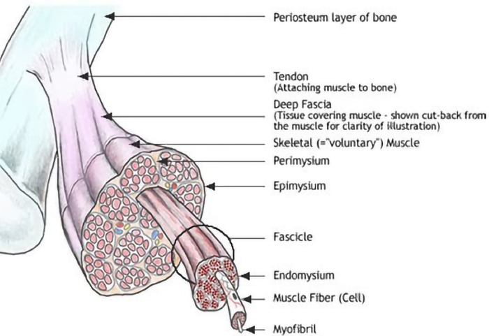 Canine Myofascial Trigger Points: Unraveling The Mystery Of Fascia and Treatment of Myofascial Trigger Points