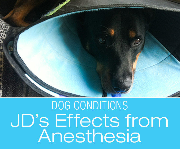 Adverse Drug Reactions in Dogs:: JD's Anesthesia Effects
