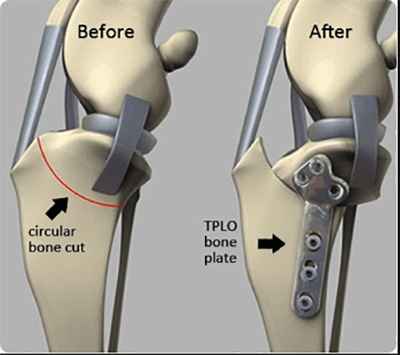 Dog knee injuries: TPLO