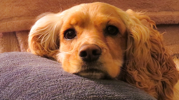 Veterinary Mistakes: Brandy’s Story—What Would You Do if it Was Your Dog?