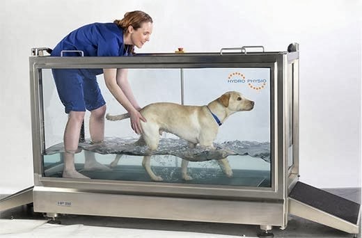 Treadmills for Dog PT: A Comparison of Canine Treadmills
