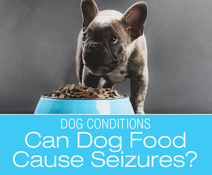 Can Dog Food Cause Seizures: Can Certain Dog Foods Cause Seizures in Your Dog?