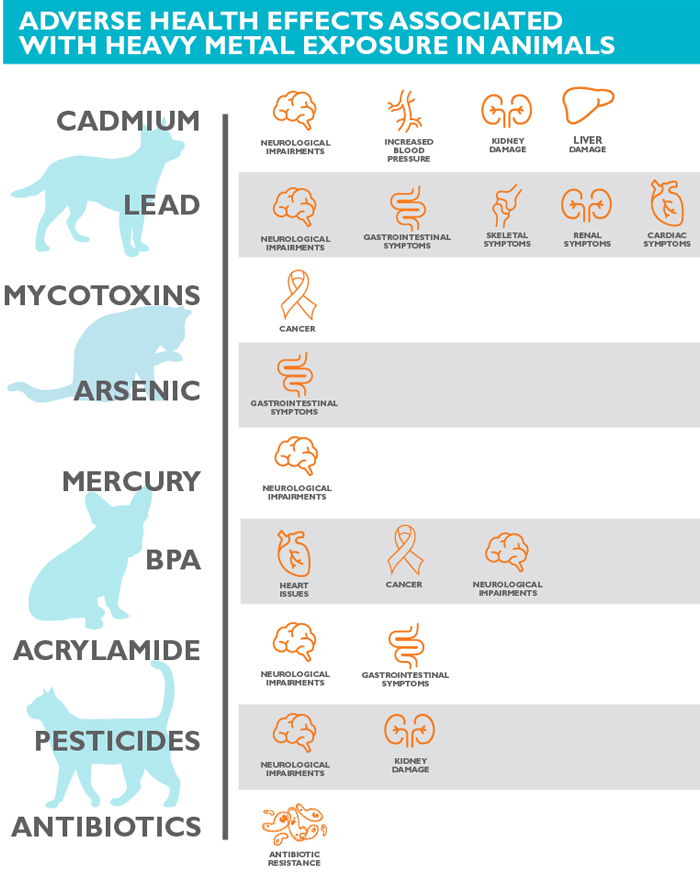 Can Dog Food Cause Seizures? Heavy Metals