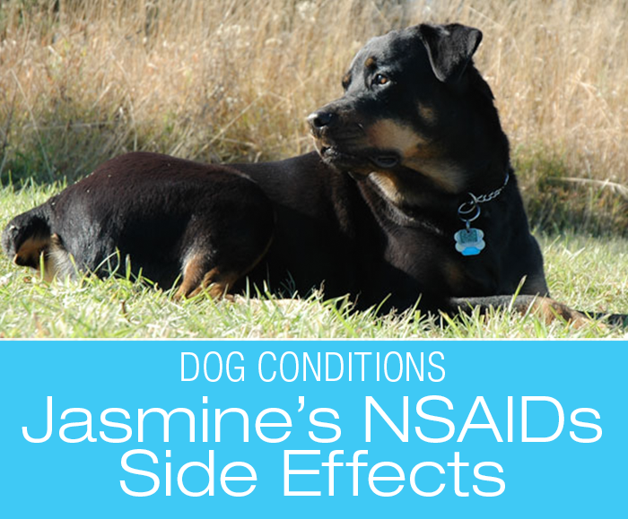 Adverse Drug Reactions in Dogs: NSAIDs