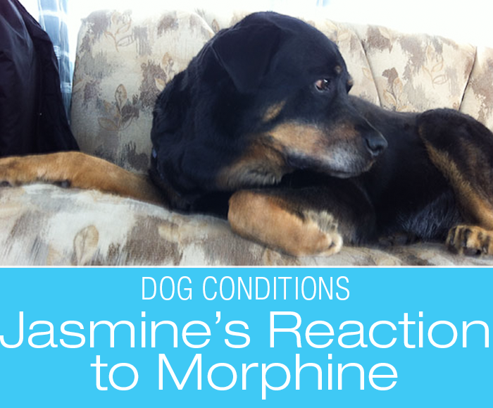 Adverse Drug Reactions in Dogs: Morphine