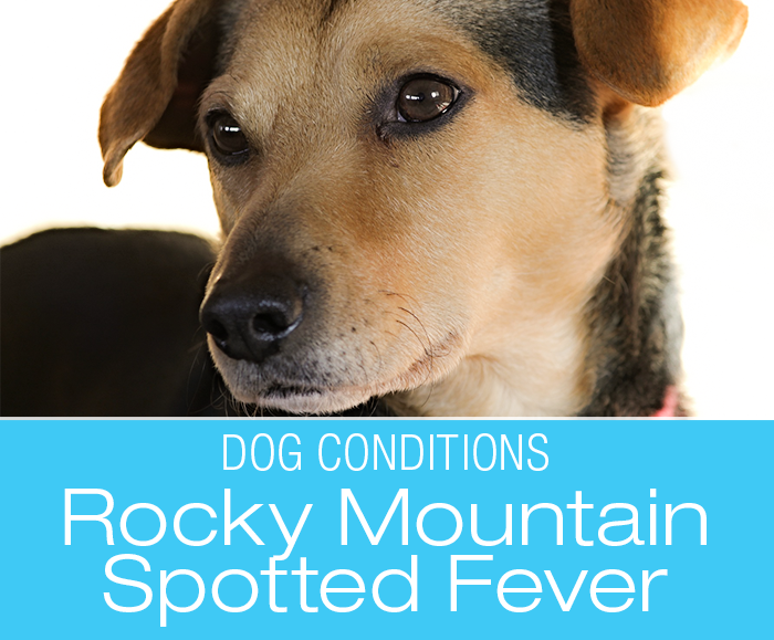 Canine Rocky Mountain Spotted Fever: Clara's Story