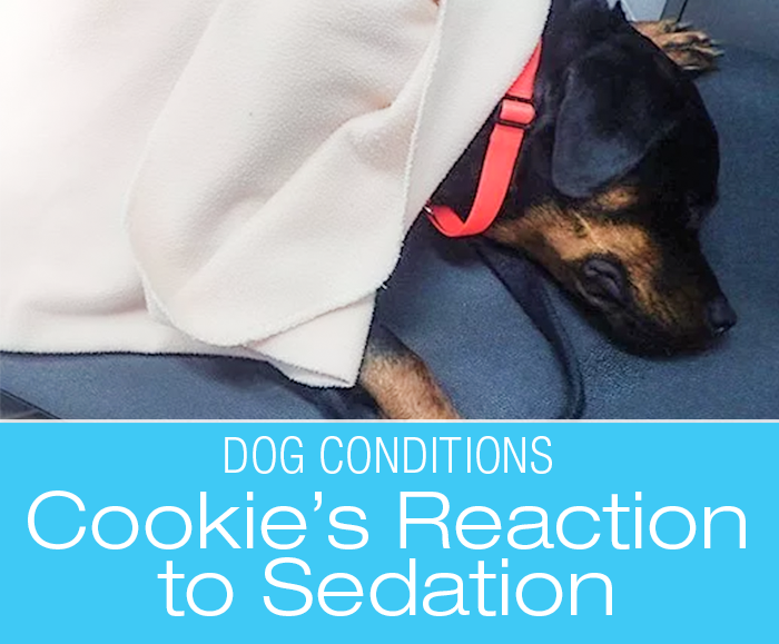 Cookie's Adverse Reaction to Sedation