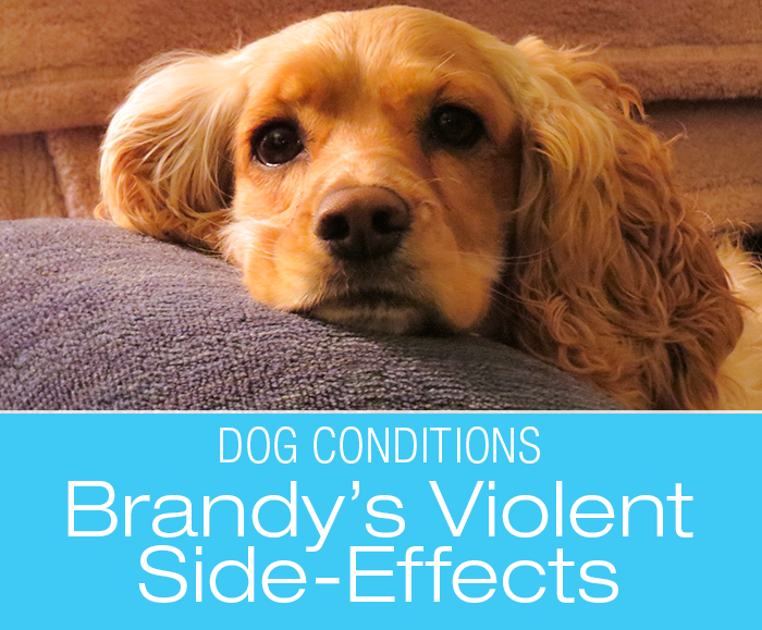 Veterinary Mistakes: Brandy's Story