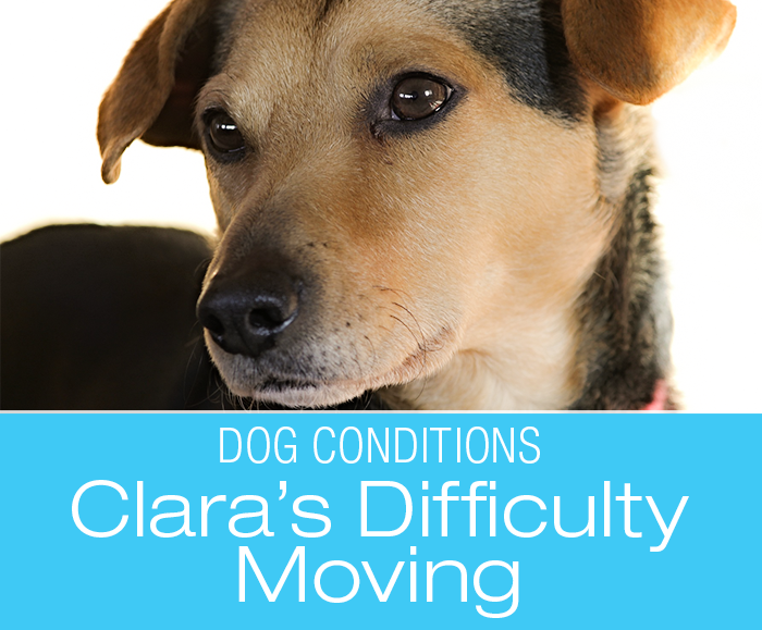 Hind End Weakness in a Dog: Clara's Story
