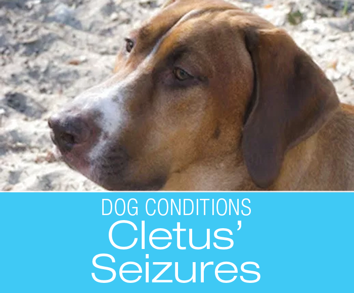 Diagnosing Seizures in a Dog: Is It Epilepsy?--Cletus' Story