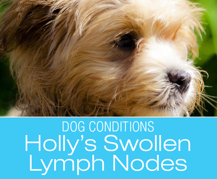 Enlarged Lymph Nodes in a Dog: Holly's Story
