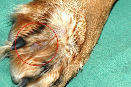 Excessive Licking in Dogs: Why Is My Dog Licking Themselves This Much? 