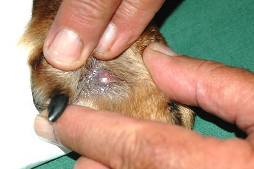 Excessive Licking in Dogs: Why Is My Dog Licking Themselves This Much?