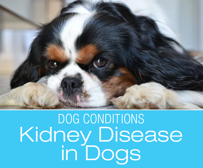 Kidney Disease in Dogs – Say What? Canine Kidneys and the Associated Verbiage
