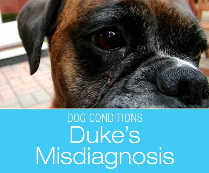 Misdiagnosis in a Boxer: Duke's Missed Diagnosis. What Would You Do If It Was Your Dog?
