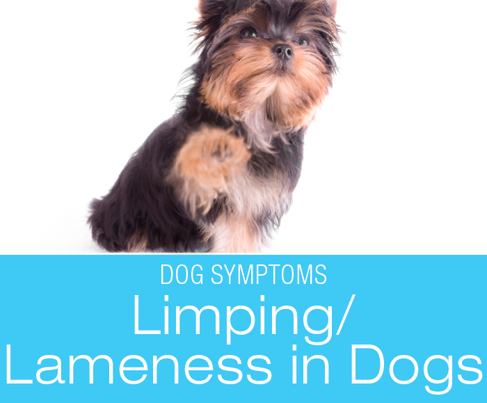 Why Is My Dog Limping? Causes of Lameness in Dogs—Symptoms To Watch For In Your Dog
