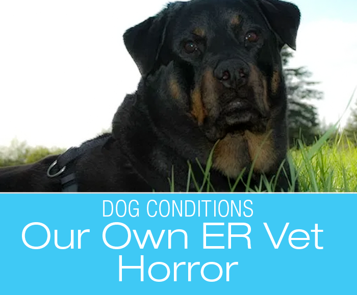 Our Own Emergency Vet Horror: Jasmine's Brush with Death—Veterinary Mistakes, Misdiagnoses, and Miscommunication