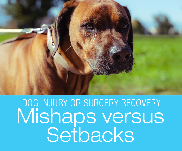 Dog Injury or Surgery Recovery: Mishaps versus Setbacks