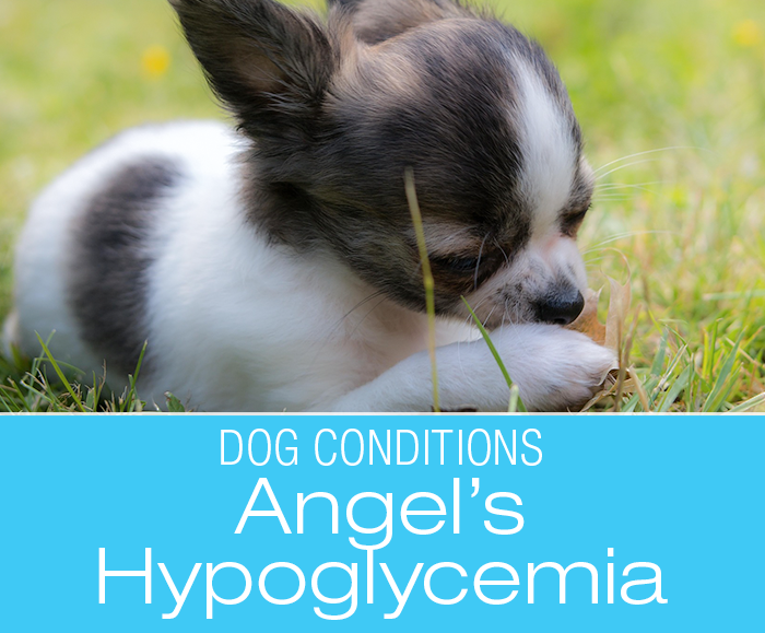 Small Puppy Hypoglycemia: Angel's Story