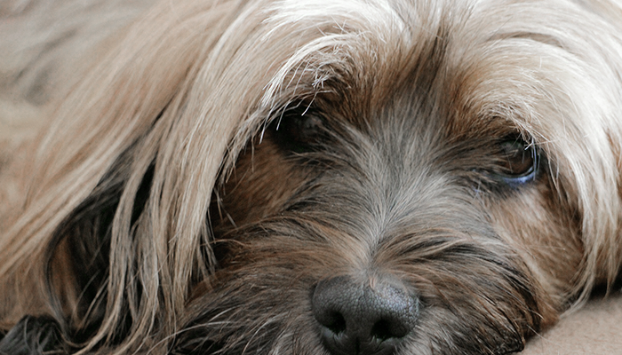 Tibetan Terrier Balance Issues: Winston Starts Staggering and Walking in Circles