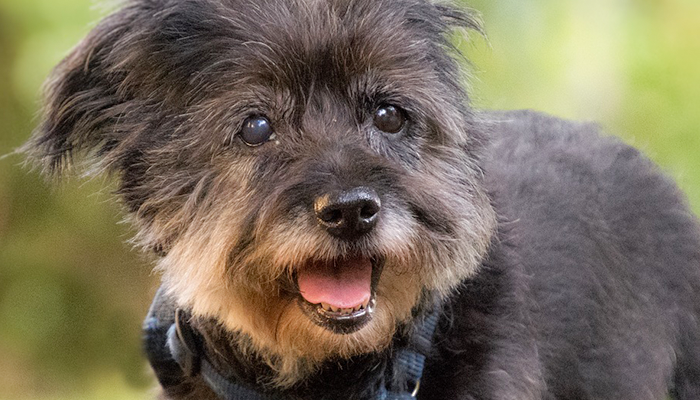 Senior Dog Care: Should I Be Doing Things Differently When My Dog Got Older?