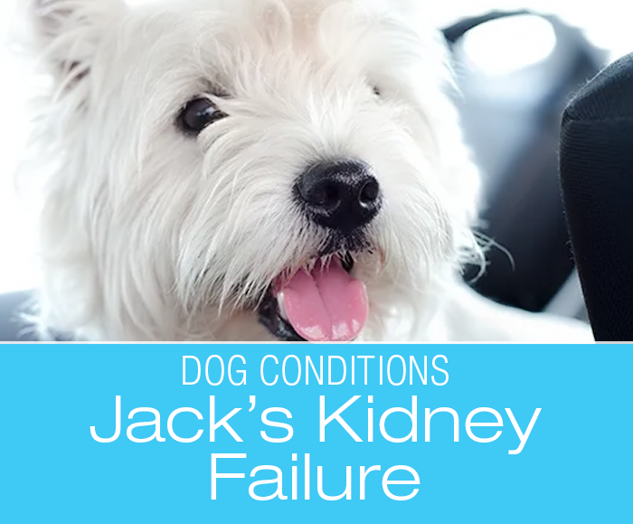 Pre-Anesthetic Blood Tests: Jack's Test Reveals Kidney Failure