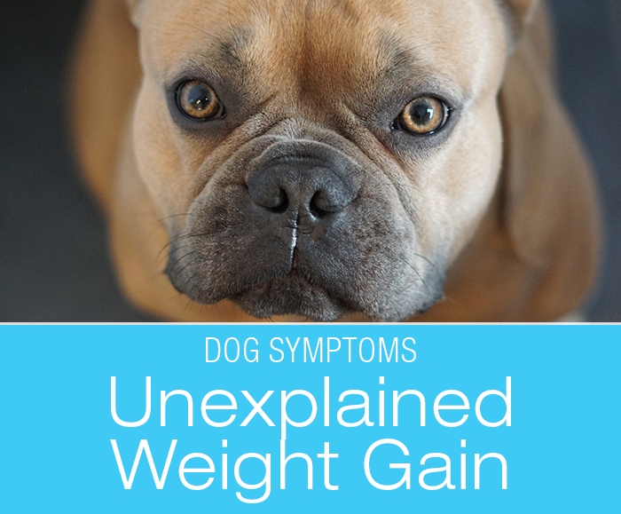Why Is My Dog Gaining Weight: Is It the Food?