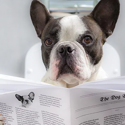 My Dog's Poop: Diarrhea