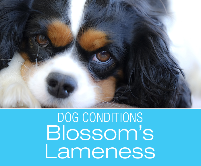 Limping Dog Causes: Blossom Becomes Lame