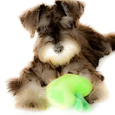 My Dog's Vomiting: Pancreatitis