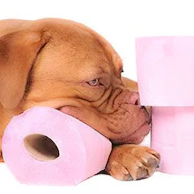 My Dog's Poop: Color