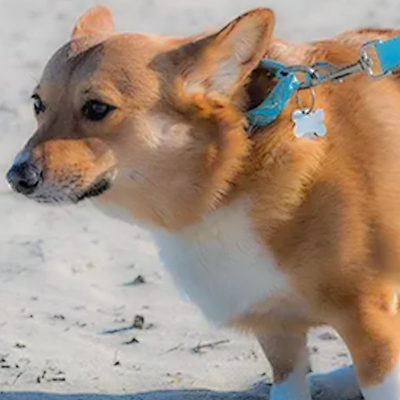 My Dog's Poop: Difficulty Defecating in Dogs