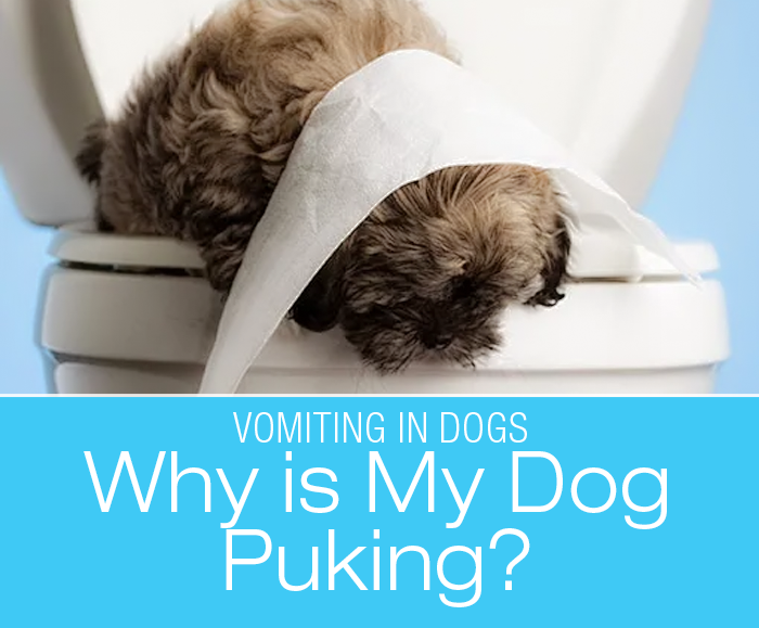 My Dog's Vomiting: Why Is My Dog Throwing up?