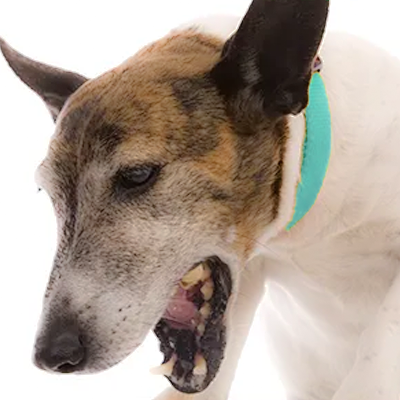 Regurgitation in Dogs