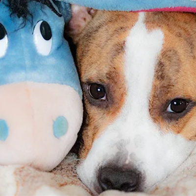 My Dog's Vomiting: Severe Vomiting