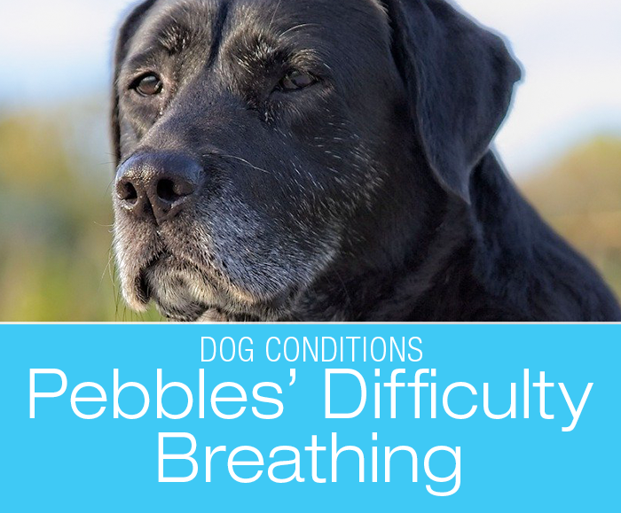 Breathing Problems in a Dog: Pebbles' Laryngeal Paralysis